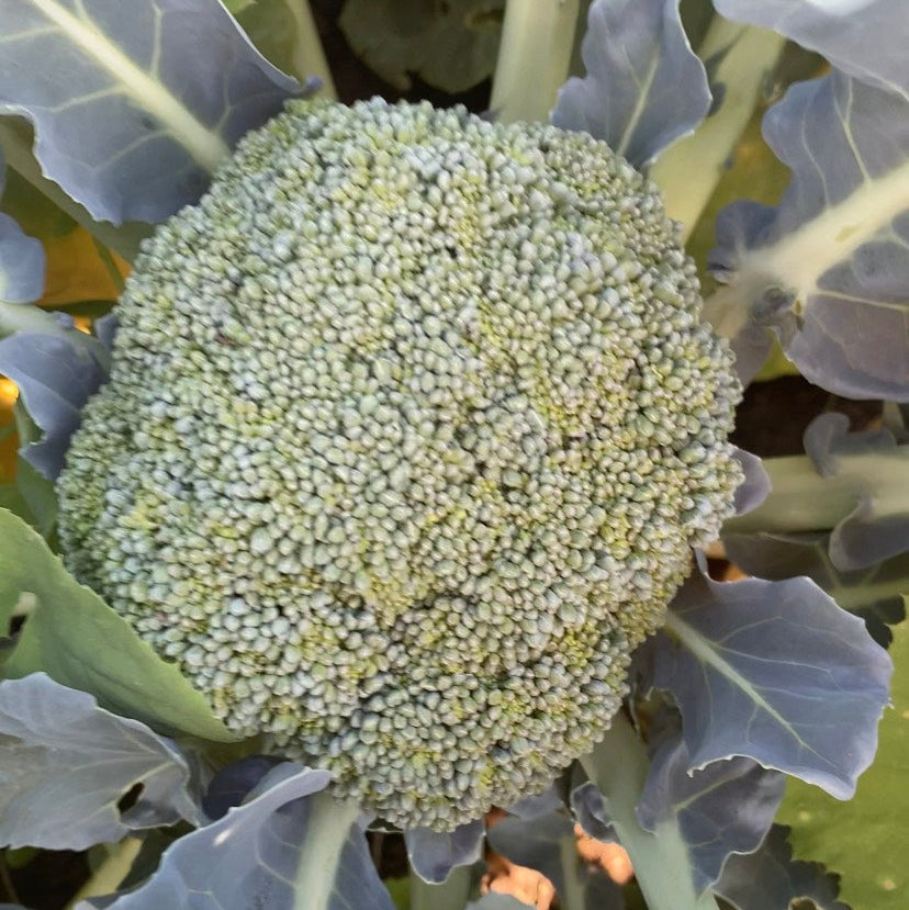 SA Organics Broccoli per 250g