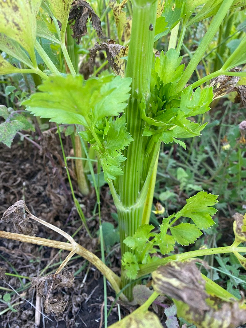 SA Organics JUICING Celery "plant"