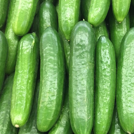 Organic Cucumbers 10kg Box