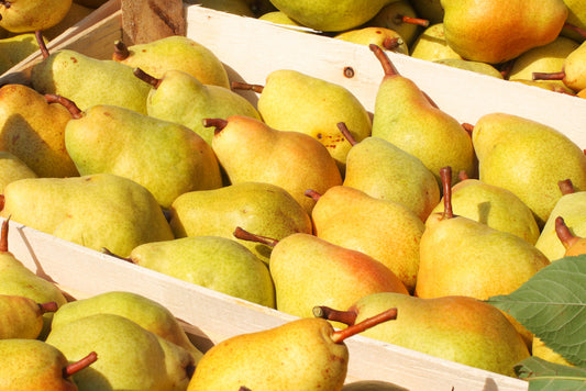Organic Pears 15kg Box