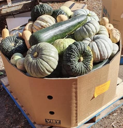 SA Organics Jarrahdale Pumpkin 1kg