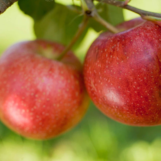 Organic Gala Apples per 200g
