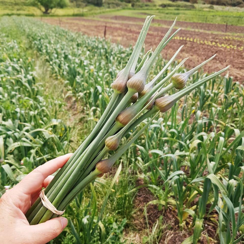 SA Organics Garlic Scape bunch