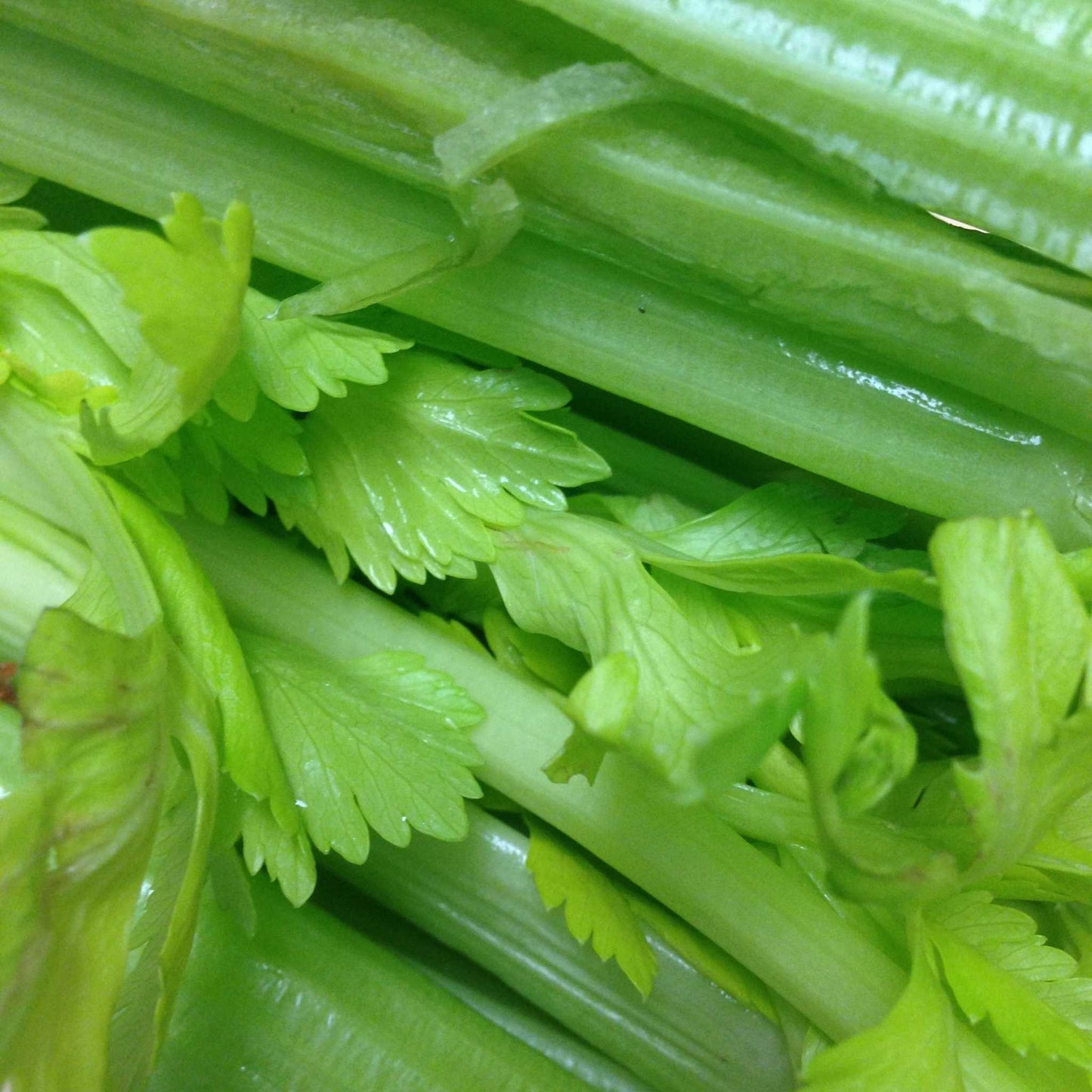 Organic Celery Bunch