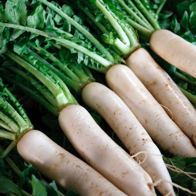 Organic Daikon bunch