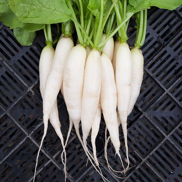 Organic Daikon bunch