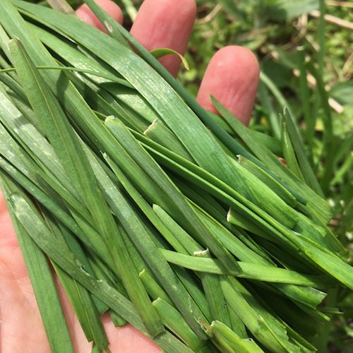 Organic Chives Bunch