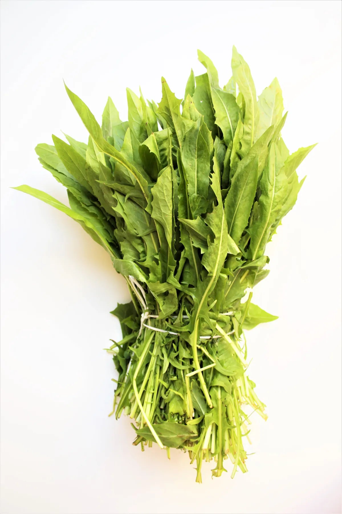 organic chicory