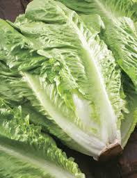 Organic Cos Lettuce - Large