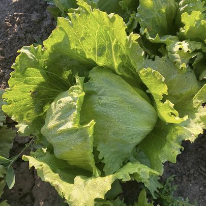 organic iceberg lettuce sa organics