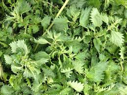 organic nettle