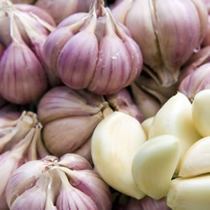 organic purple garlic