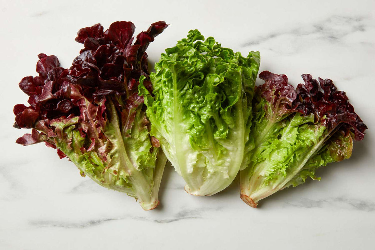 Organic Red/Green Cos Lettuce Twin Pack