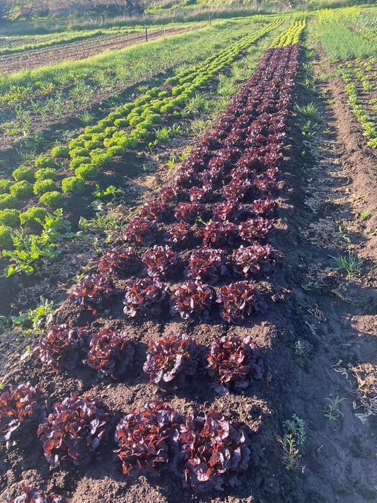 SA Organics Red Oak Lettuce
