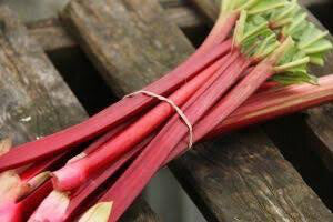 organic rhubarb bunch