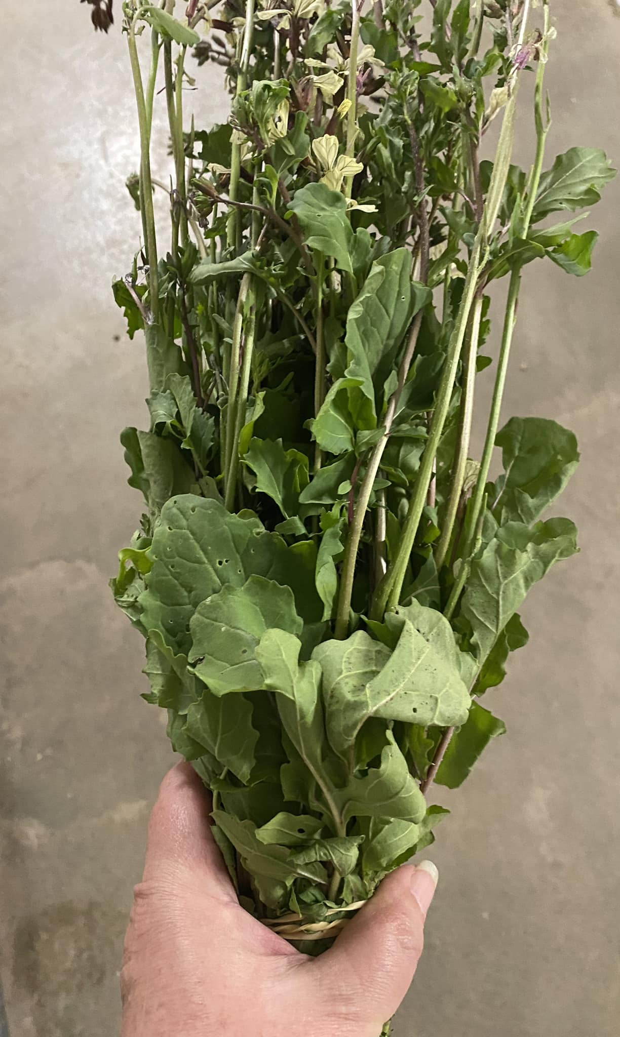 SA Organics Rocket bunch with Flowers