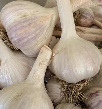 organic russian garlic