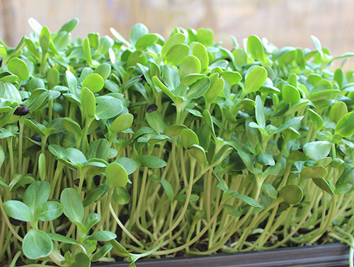 Organic Sunflower Sprouts 100g
