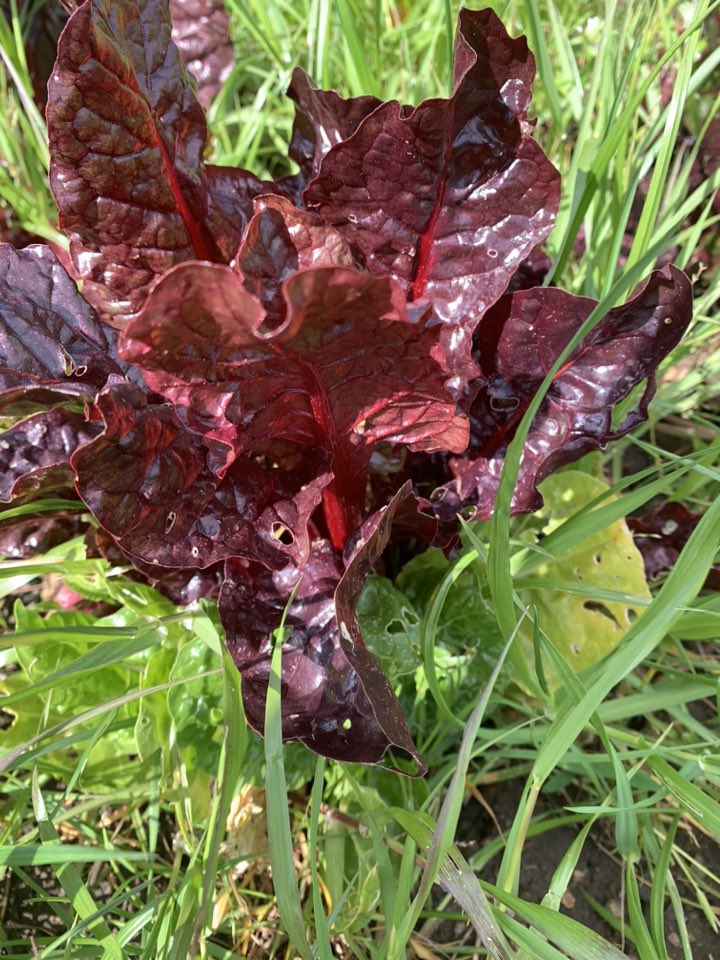 SA Organics Chard Bunch