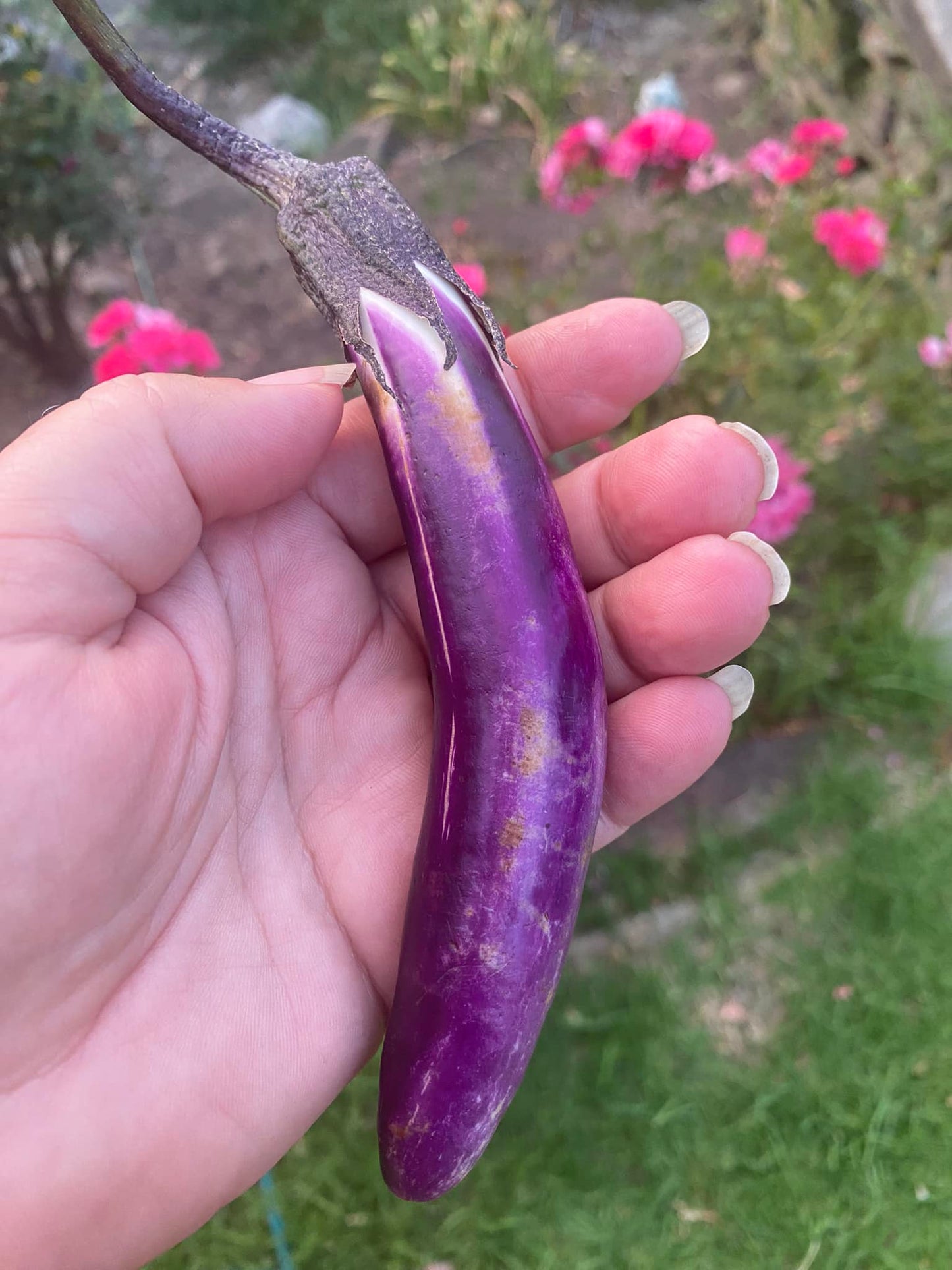 SA Organics Japanese Eggplant per 200g