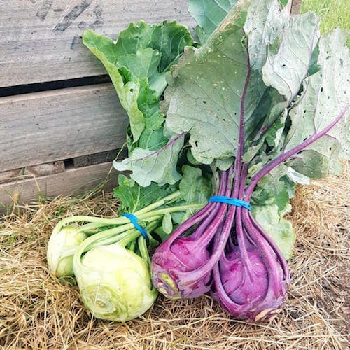 ourkohlrabi