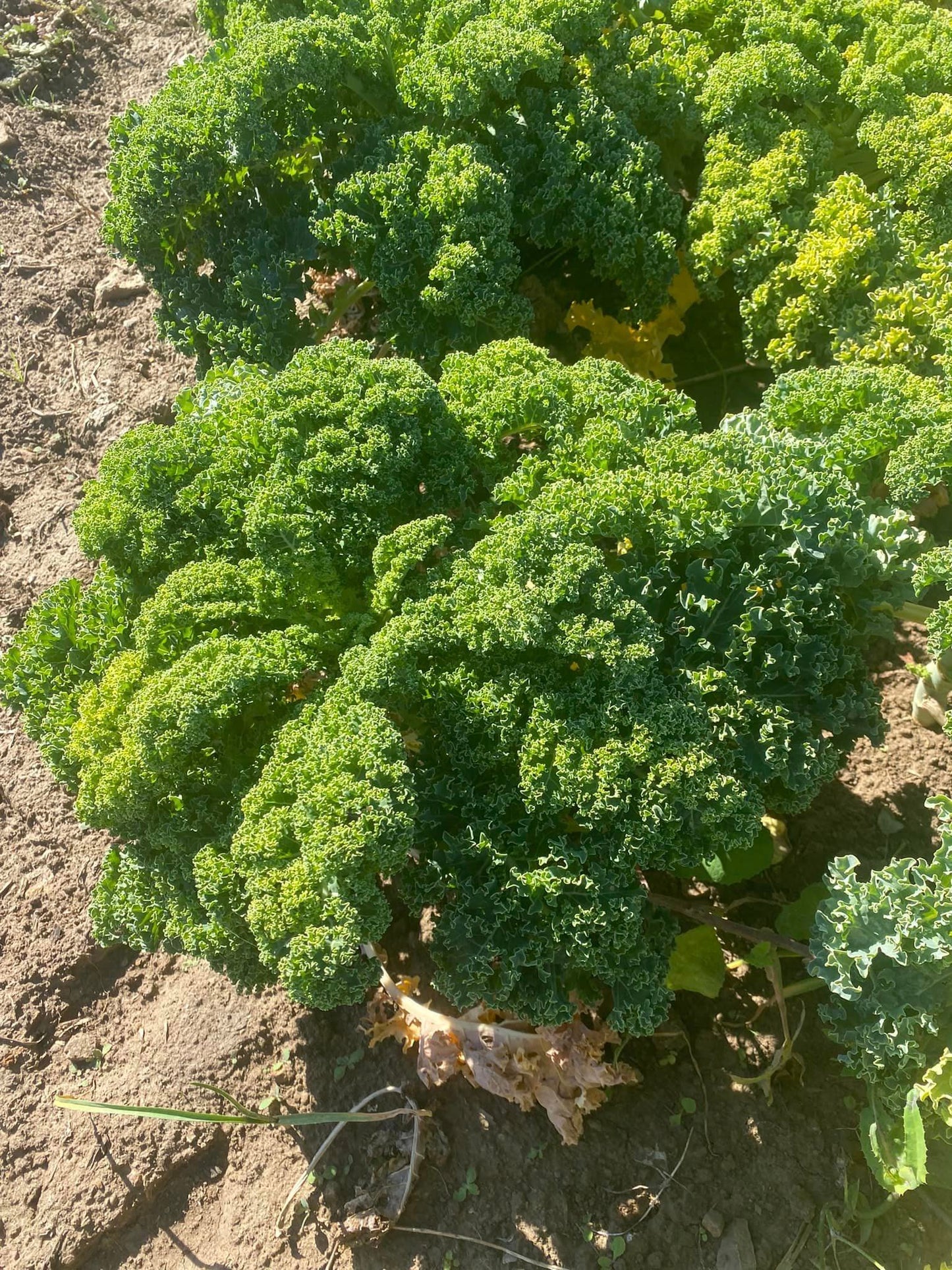 organic green kale
