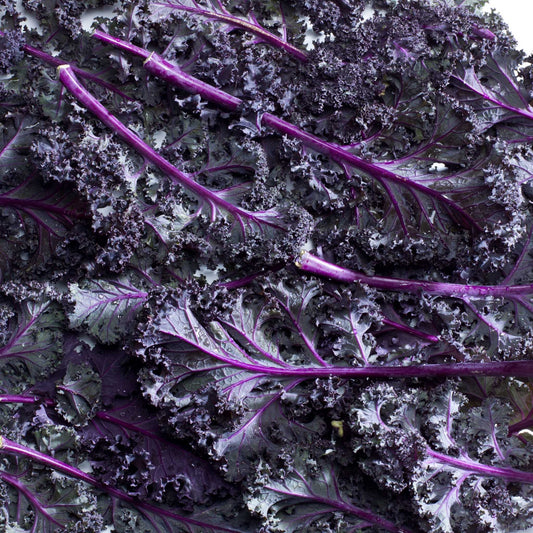 SA Organics Purple Kale Bunch