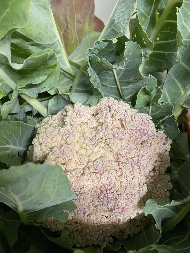 SA Organics Organic Cauliflower "not so perfect" - purple tinge