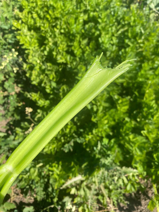 SA Organics Celery Bunch (2 PER BUNCH)