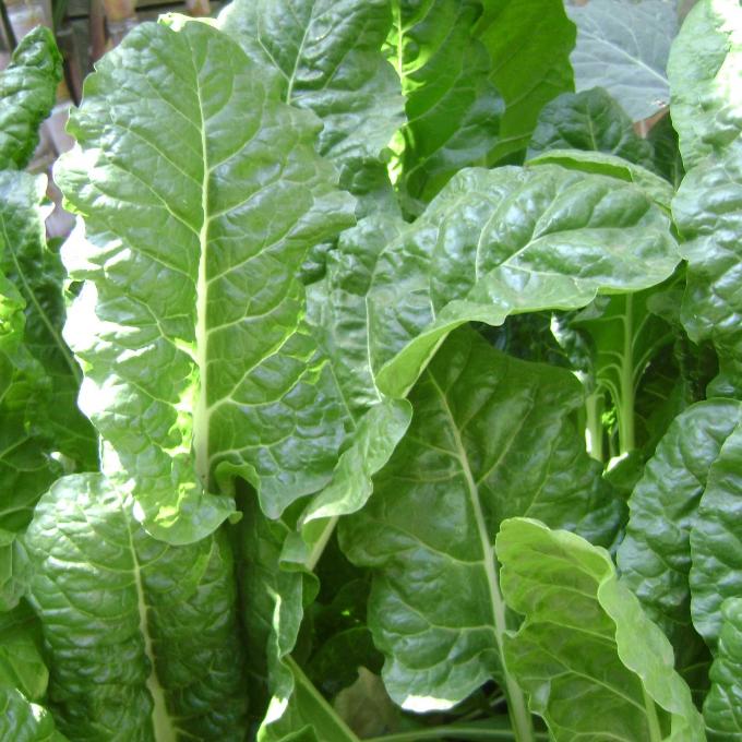 SA Organics BABY Spinach Bunch