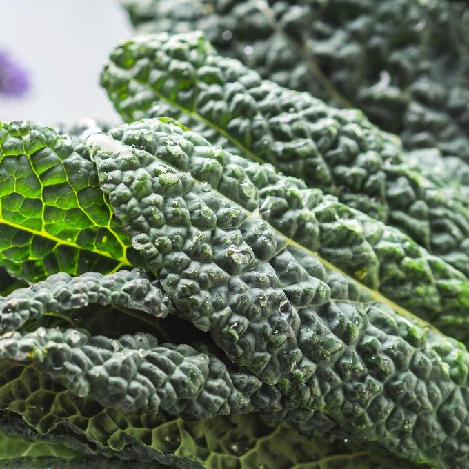 Organic Tuscan Kale Bunch