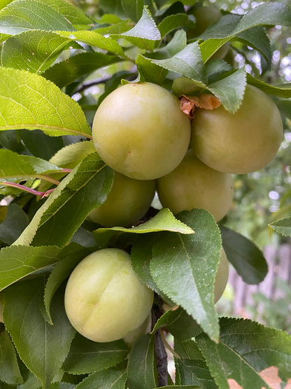 Organic green apples growing on tree branch with leaves - certified organic fruit SA delivery