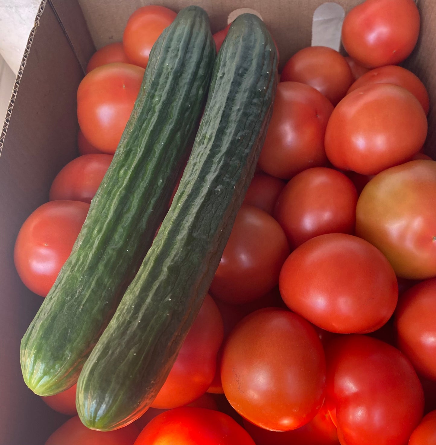 Organic Continental Cucumbers, Each