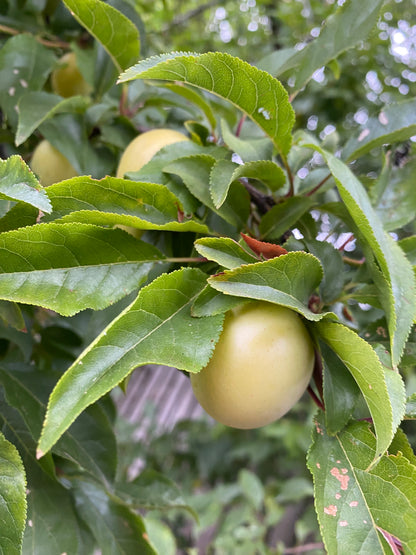 Close-up of organic green apple ripening on tree branch - certified organic fruit SA home delivery