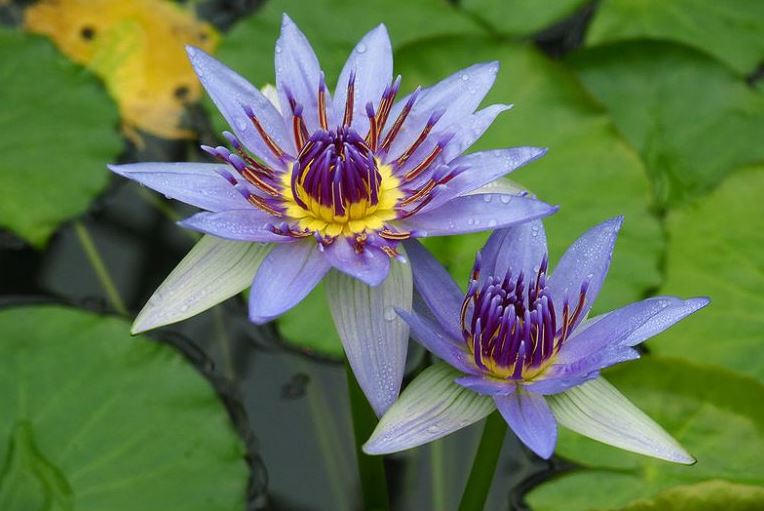 Blue Lily Dried Petals and stamens Herb Herbal Hindsight