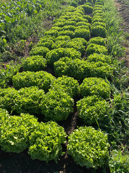 SA Organics Green Coral Lettuce