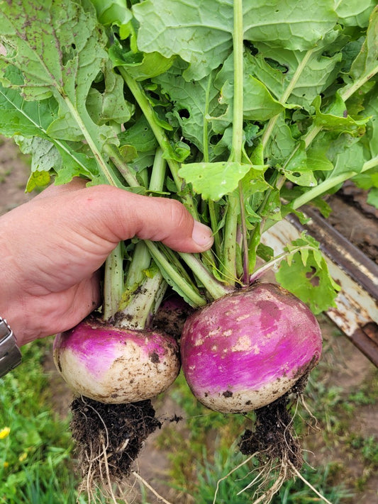 SA Organics Turnips Bunch