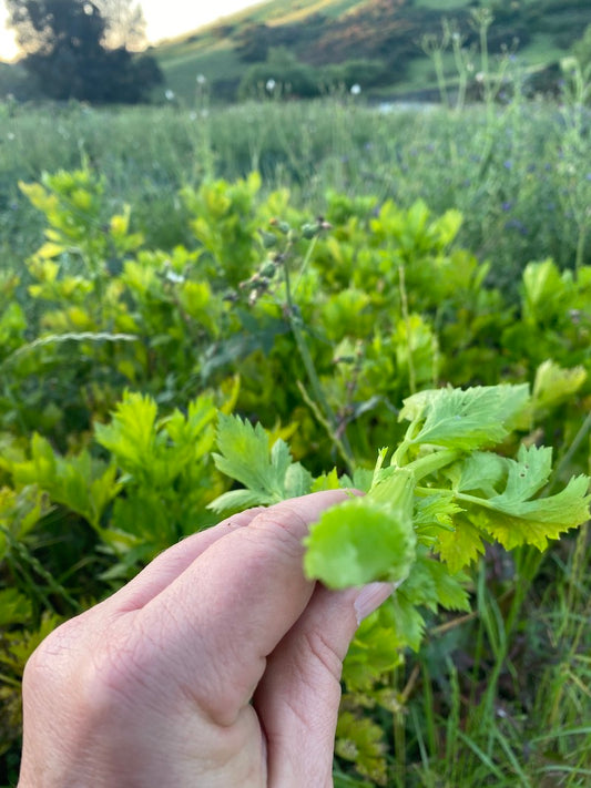 SA Organics JUICING Celery "plant"