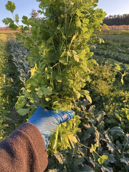 SA Organics Coriander Bunch