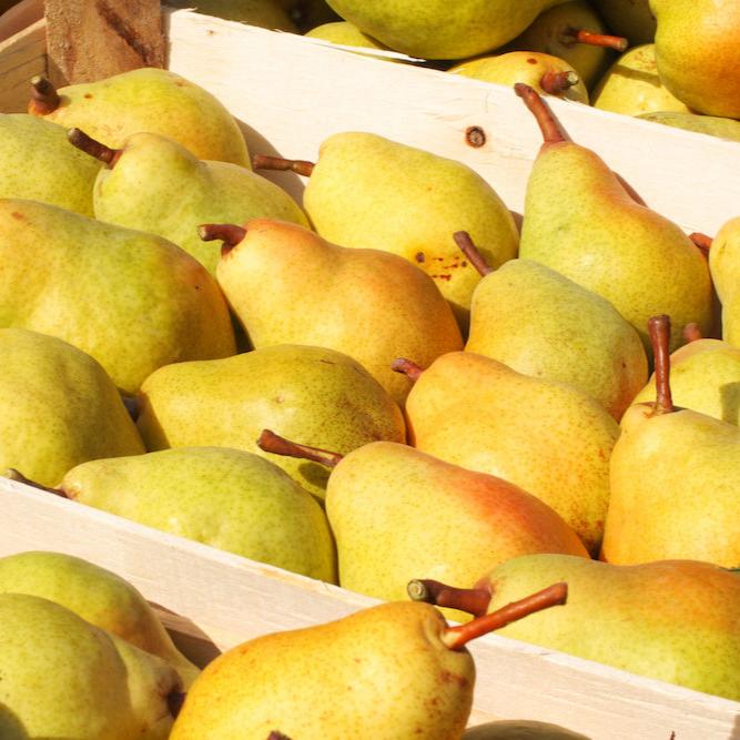 Organic Pears 15kg Box – Organicbox