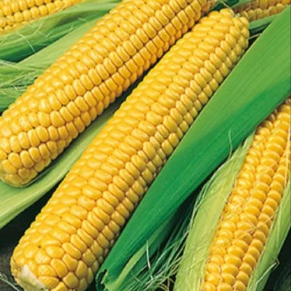 Organic Sweet Corn - 30 per Box