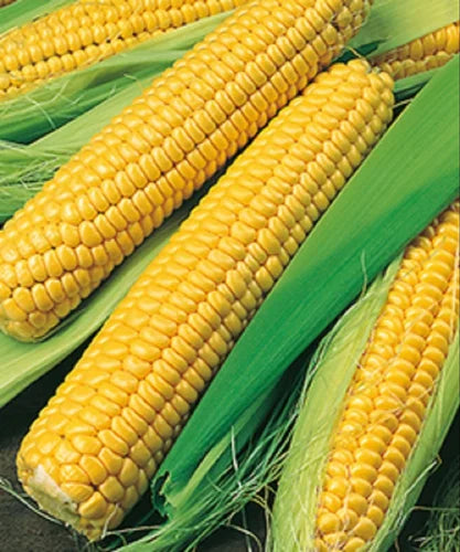 Organic Sweet Corn each