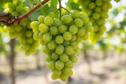Organic Grapes, Sultana (seedless) per 100g