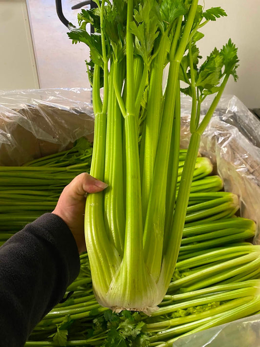 Organic Celery Bunch