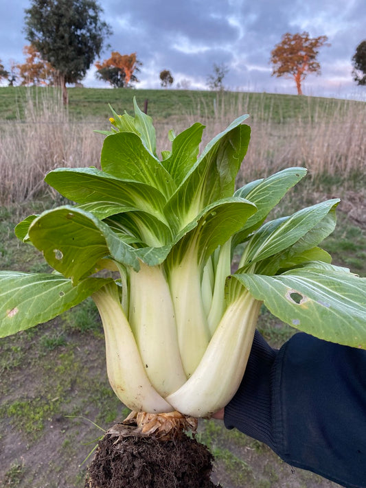 Organic vegetables