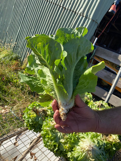 SA Organics Cos Lettuce - Large