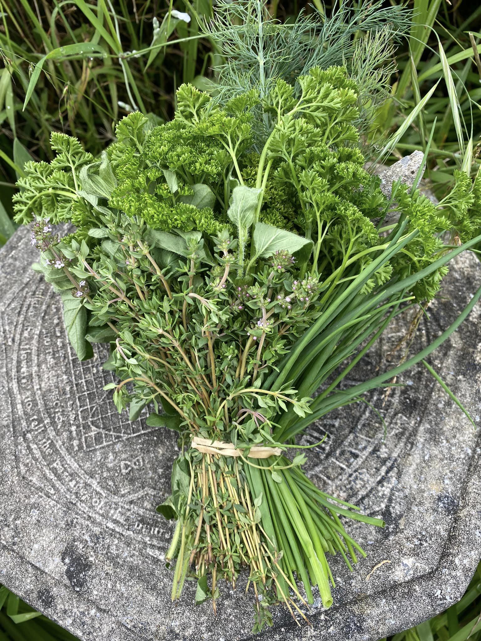 mixed organic herb bunch