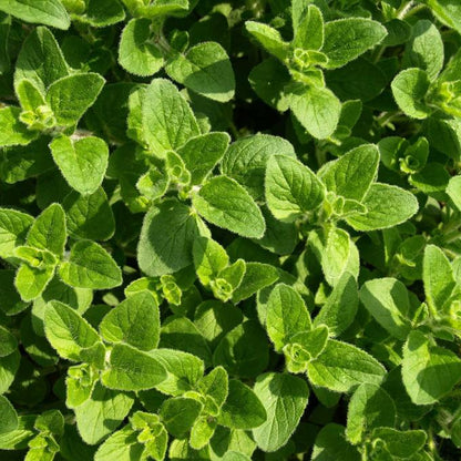 SA Organics Oregano Bunch