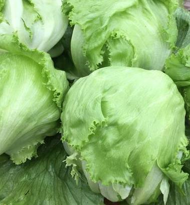 Organic Iceberg Lettuce