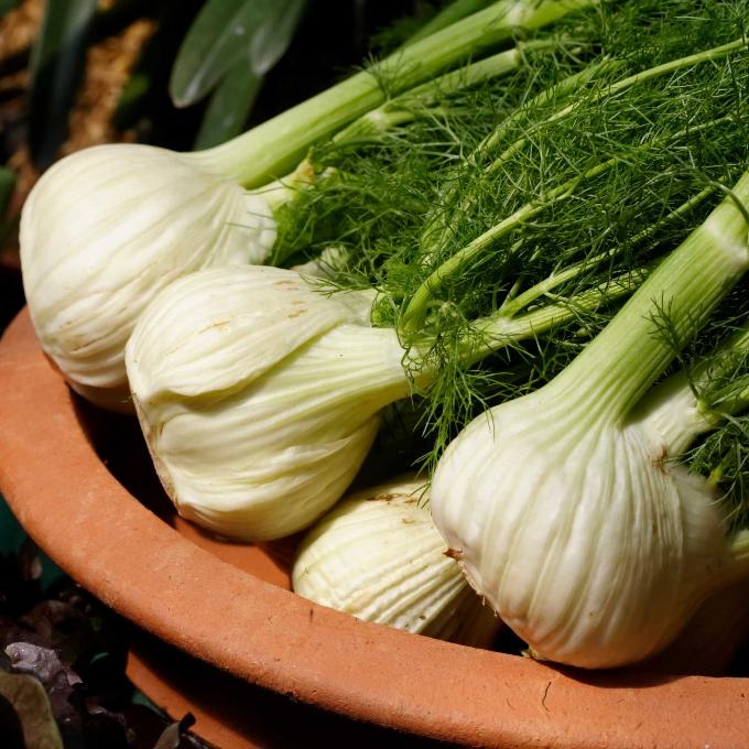 SA Organics Baby Fennel Bunch (4 per bunch)